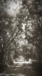 Empty road along trees