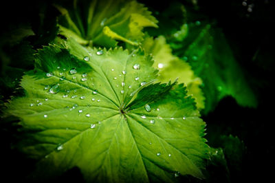 Close-up of water drops on leaves