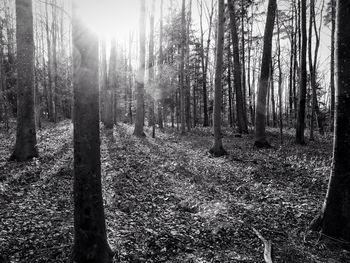 Sun shining through trees