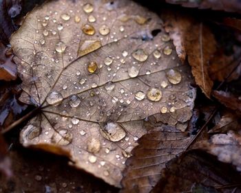 Close-up of water drops on dry leaves