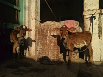 Horses standing in a building