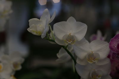 Close-up of white flowering plant