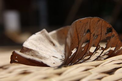 Close-up of dry leaves