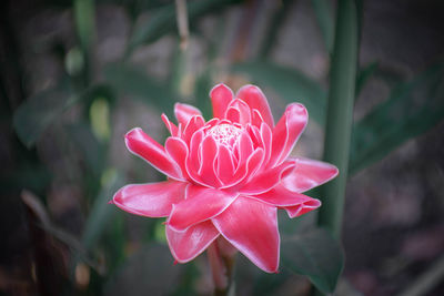 Close-up of pink rose