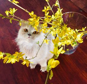Close-up of cat on yellow flower