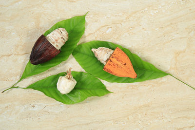 High angle view of leaves on table