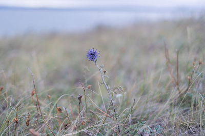 Close-up of purple flowering plant on field