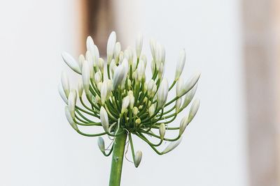 Close-up of flower against white background