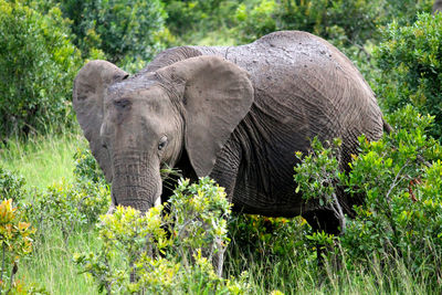 Elephant in a forest