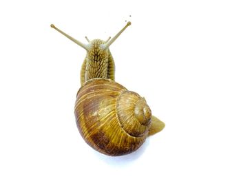 snail