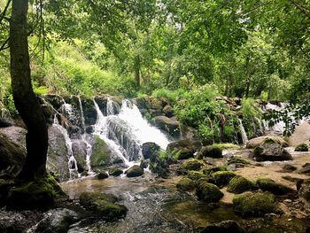 Scenic view of waterfall in forest