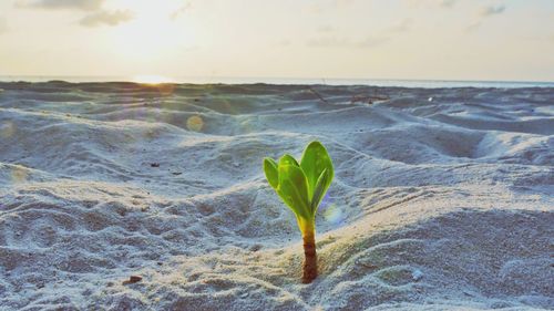 Plants growing against sky