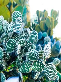 Close-up of succulent plant