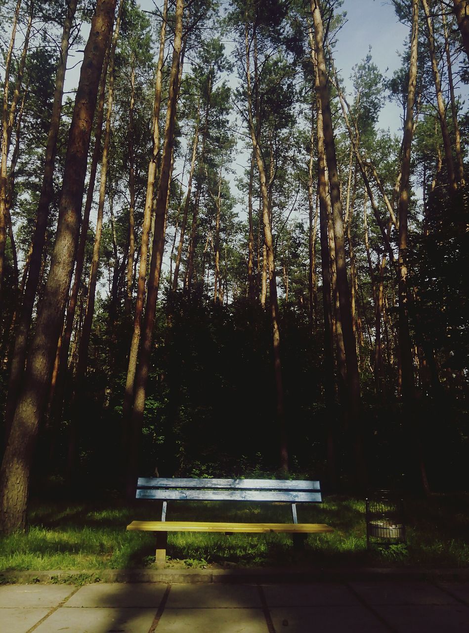 tree, growth, park - man made space, tree trunk, sunlight, tranquility, nature, green color, bench, clear sky, shadow, outdoors, tranquil scene, day, branch, grass, park, no people, beauty in nature, sky