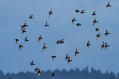 Low angle view of birds flying