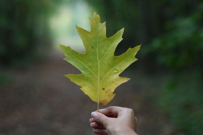 Close-up of hand holding leaf