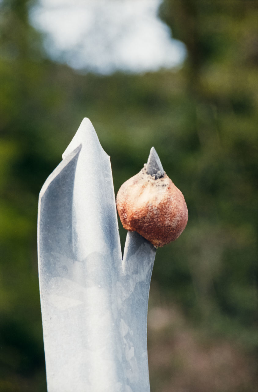 focus on foreground, day, food, freshness, close-up, food and drink, nature, growth, plant, no people, field, land, outdoors, healthy eating, fruit, grass, sunlight, wellbeing, beauty in nature, selective focus