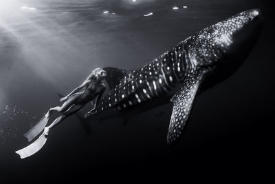 Low angle view of fish swimming in sea