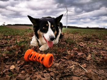 Close-up of dog on field