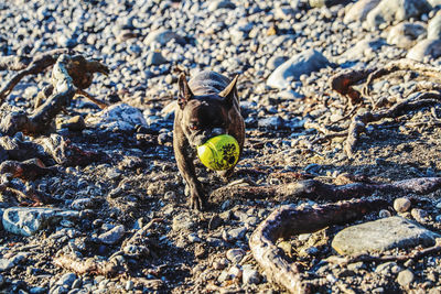 High angle view of dog playing with a ball