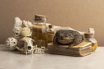 Close-up of food on table