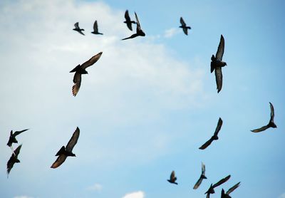 Low angle view of birds flying in sky