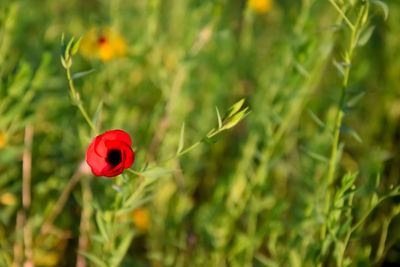 Close-up of red rose in field