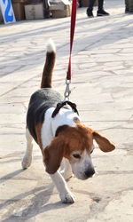 High angle view of dog on footpath