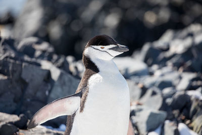 Close-up of penguin