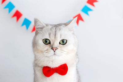 Cute white cat in a red bow tie, sitting on a white background under multicolored small flags