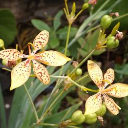 Close-up of flowers