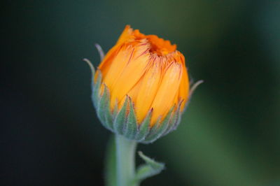 Close-up of fresh yellow flower blooming outdoors