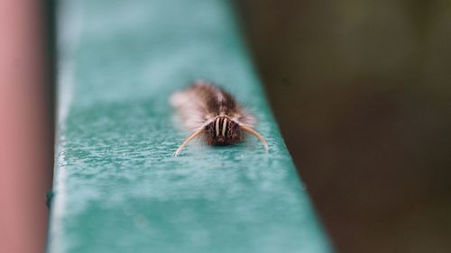 Close-up of spider