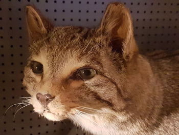 Close-up of a cat looking away