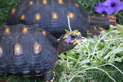 Close-up of tortoises eating