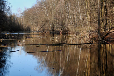 Reflection of bare trees in lake against sky