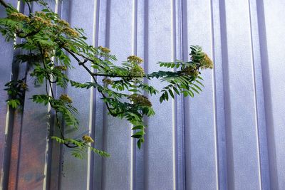 Close-up of potted plant against window