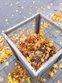 High angle view of fallen maple leaves on street