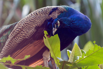 Close-up of bird perching on tree