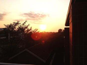 Sun shining through trees