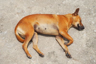High angle view of dog lying on floor