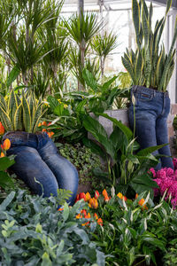 Potted plants growing in yard