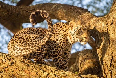 Leopard on tree trunk