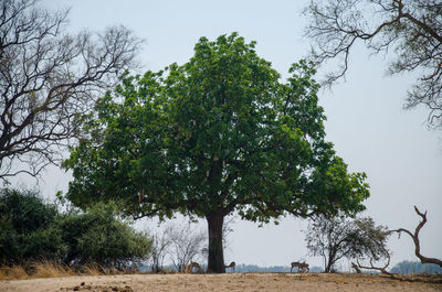 Trees on field against sky