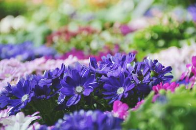 Close-up of purple flowers