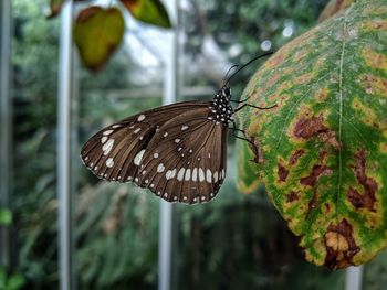 Close-up of butterfly on leaf