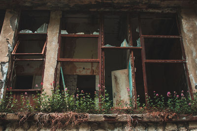 Plants growing on abandoned window