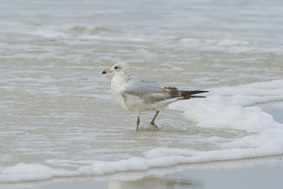 Birds in lake