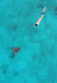 High angle view of woman swimming by turtle in sea