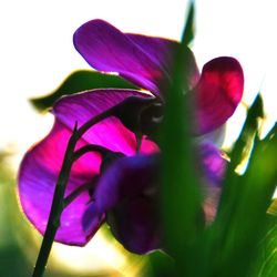 Close-up of purple flowers